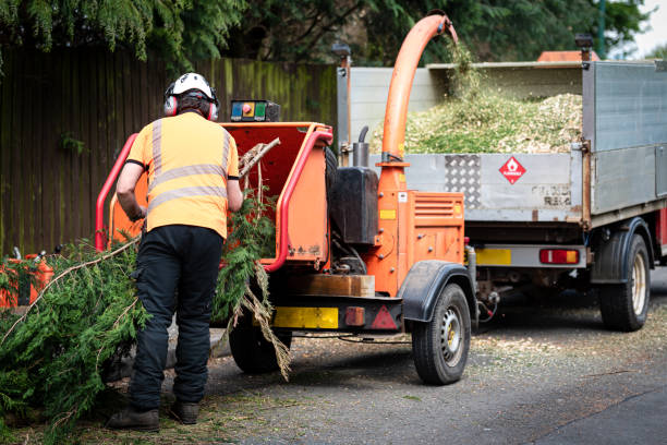 Best Tree Root Removal  in Tehaleh, WA